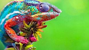 变色龙的视频,自然界的变色魔术师