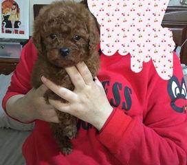 泰迪狗狗生宝宝视频