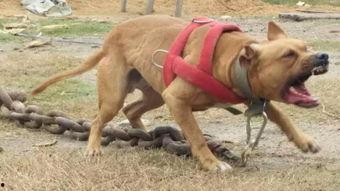 宾阳最新斗狗打架视频,场面血腥引关注