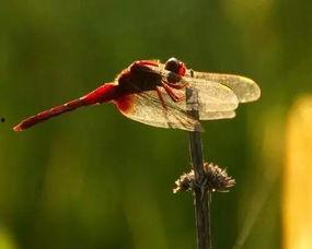 娱乐吃瓜遛鸟大师是谁啊,网络红人的传奇故事