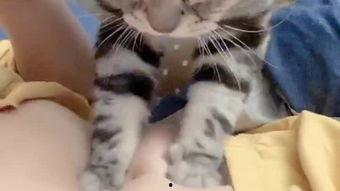 娱乐吃瓜小野猫,揭秘娱乐圈那些不为人知的秘密