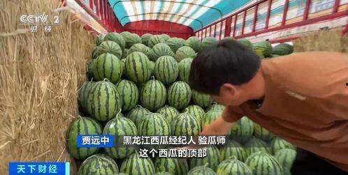 娱乐吃瓜君大丽花
