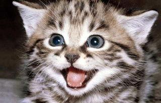 娱乐吃瓜酱70只猫猫,娱乐吃瓜酱带你领略猫咪世界